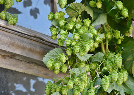 photo houblon