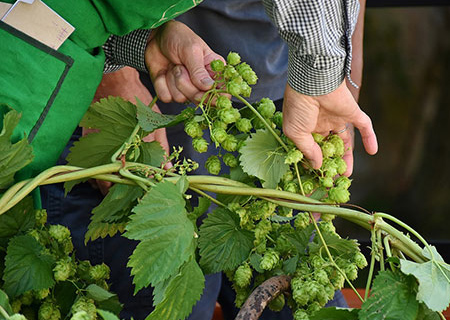 photo houblon