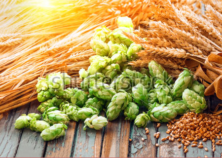 photo houblon